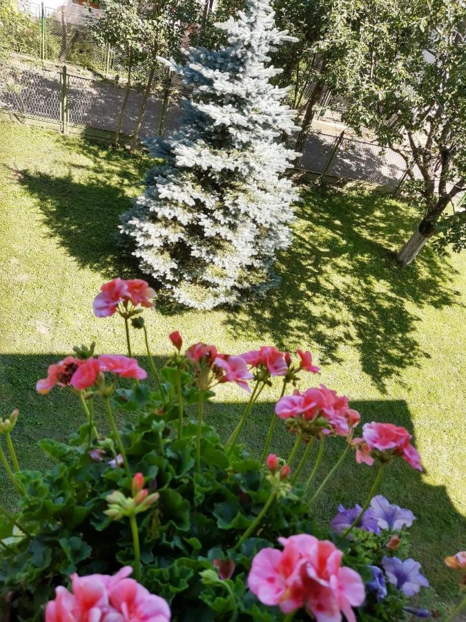 Готель Casa Cu Flori Буштені Екстер'єр фото